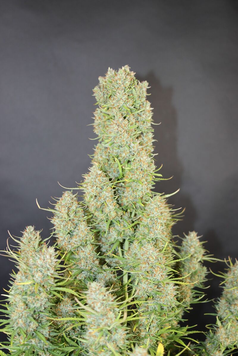 Pound Cake Auto, Фасовка: 1, изображение 50